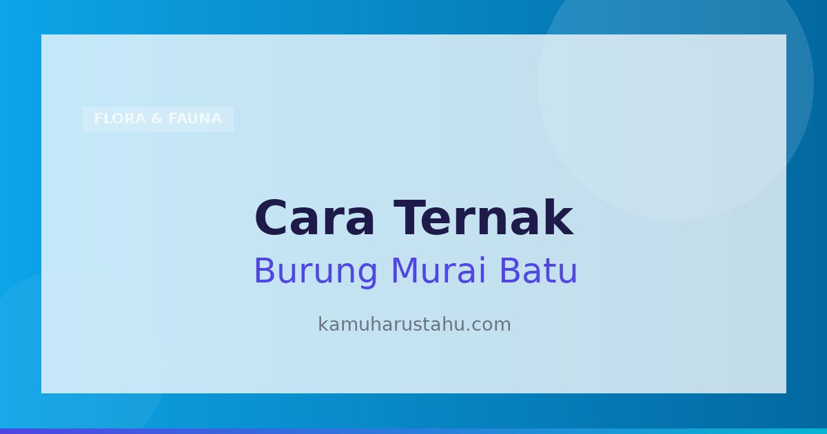 Cara Ternak Burung Murai Batu Bagi Pemula Dijamin Sukses